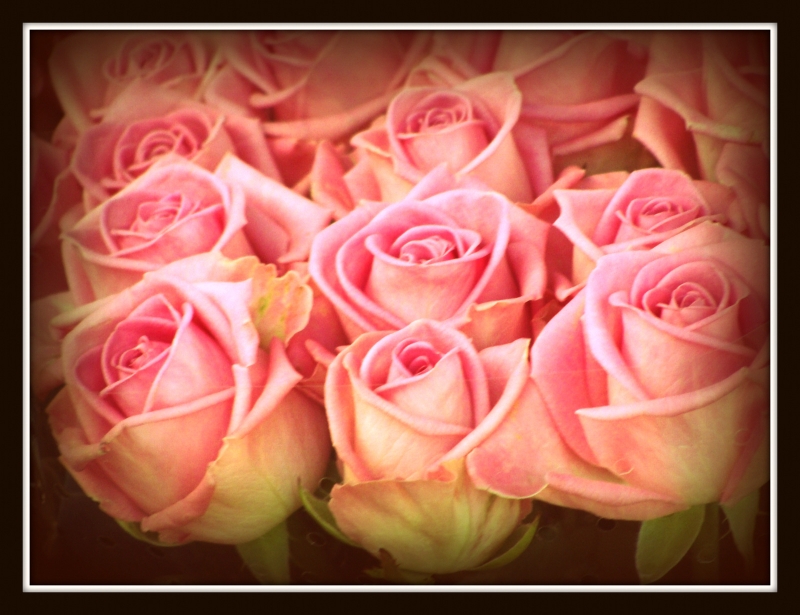 rosas