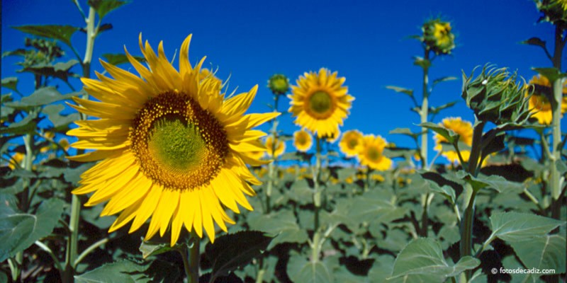 Girasoles