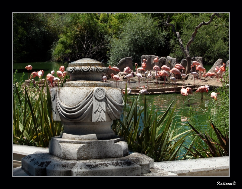 EL ESTANQUE DE LOS FLAMENCOS