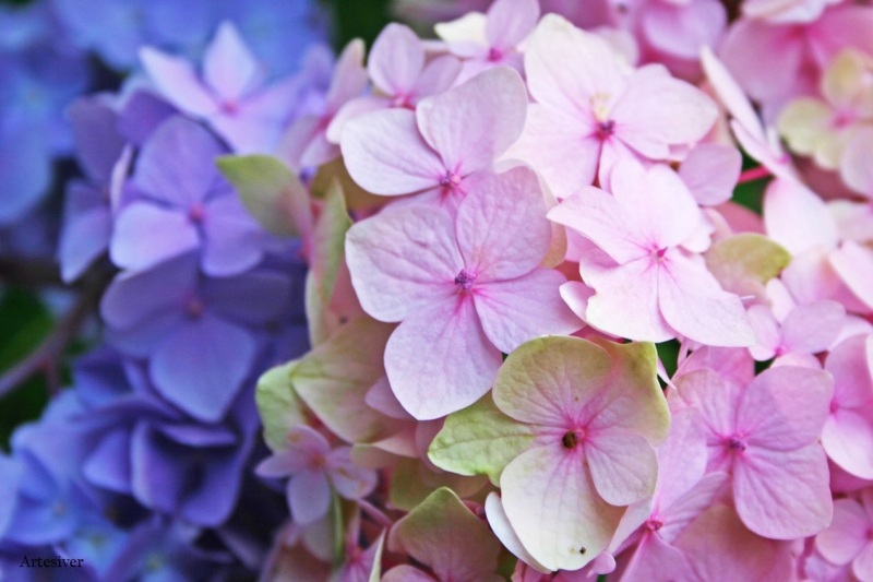 hortensias