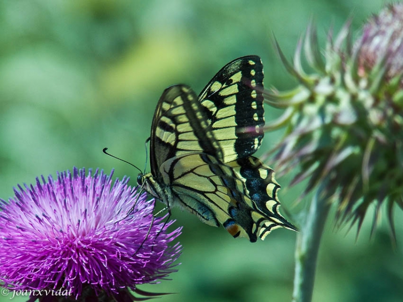 MARIPOSA/PAPALLONA