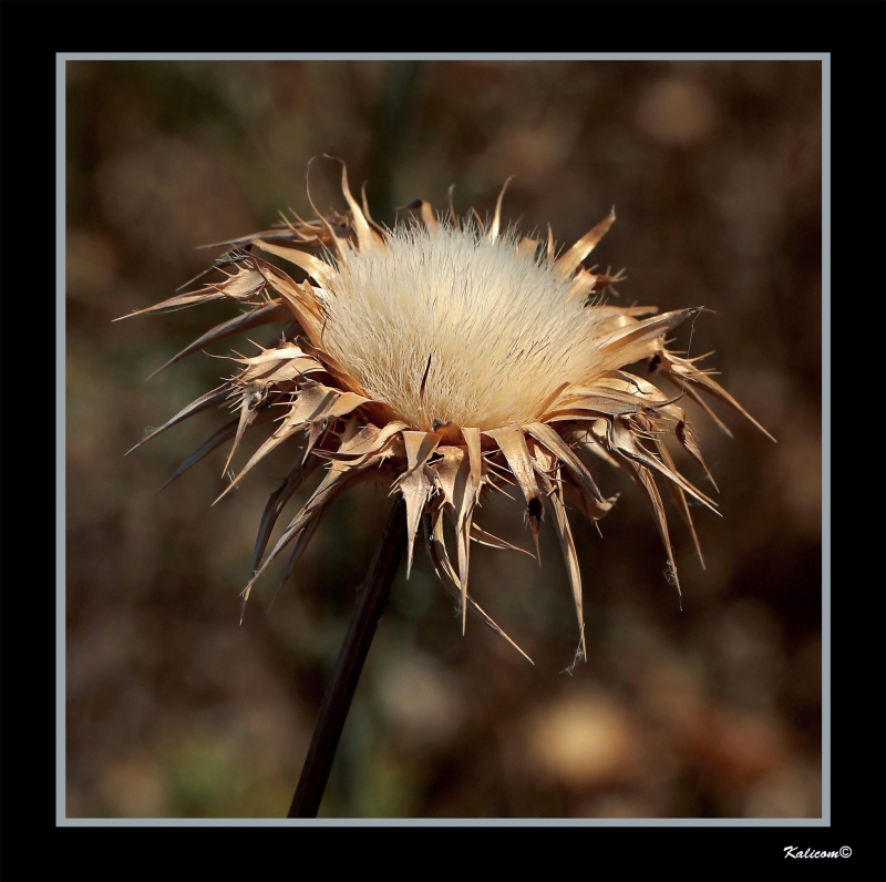 FLOR DE ESTO