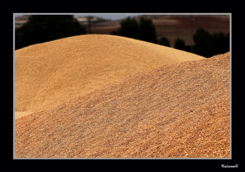 EL GRANO