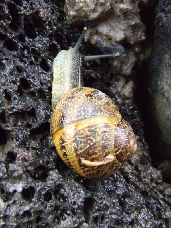 caracol