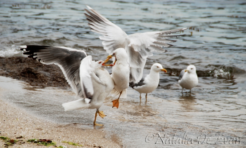 Pelea de gaviotas