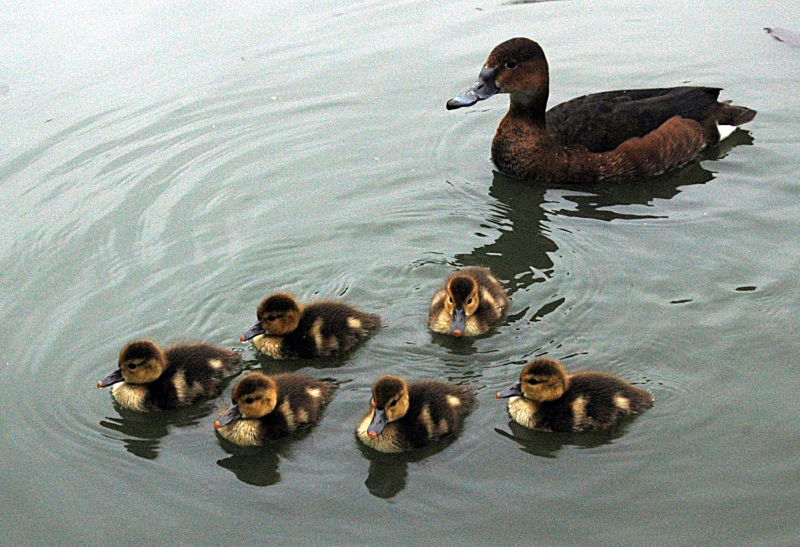 Patitos