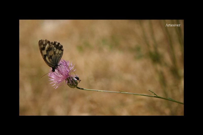 flor mariposa hormiga