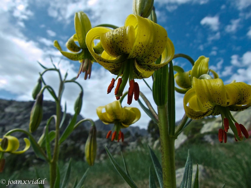 LILIUM