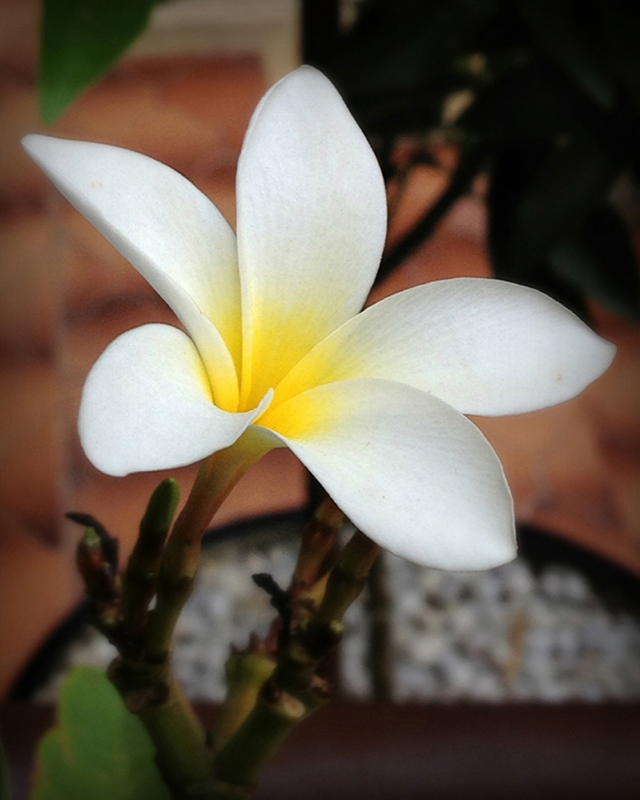 PLUMERIA