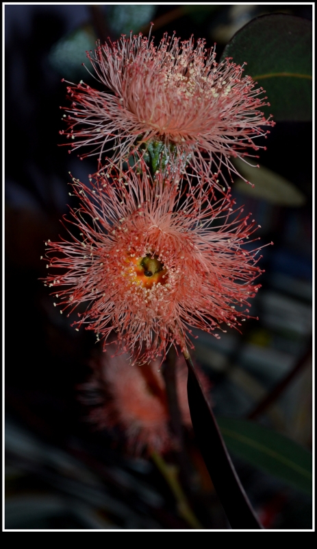 FLOR DE EUCALIPTO