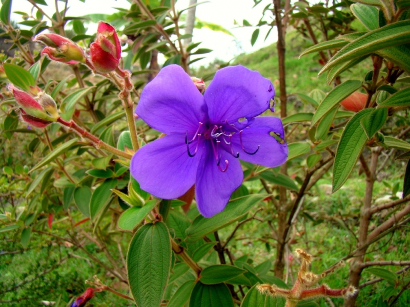 Flor en la Colonia Tovar