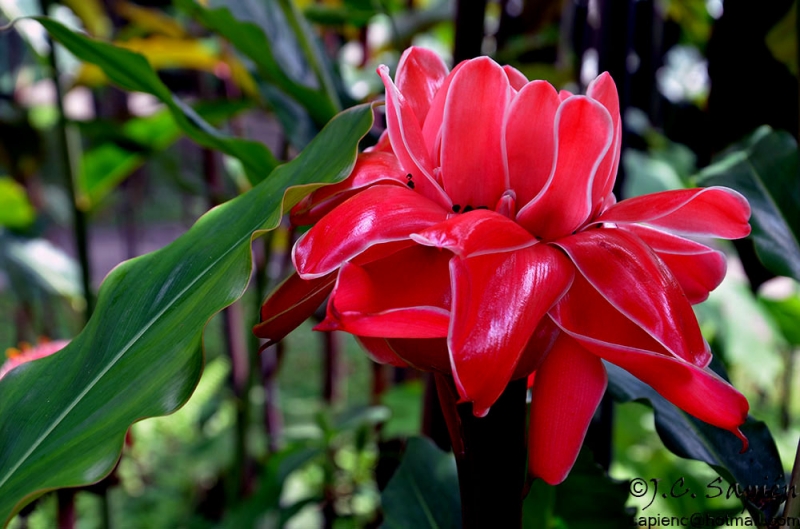 Flor_14