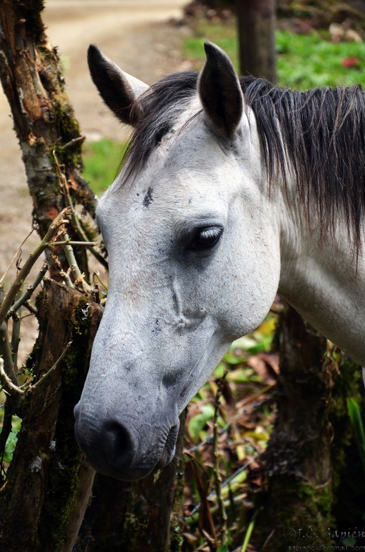 Caballo_01