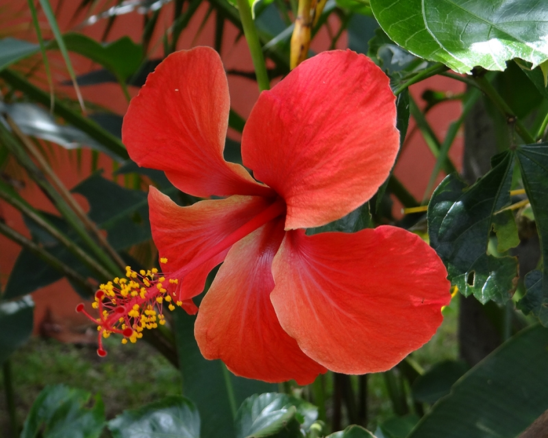 HIBISCUS ROJA