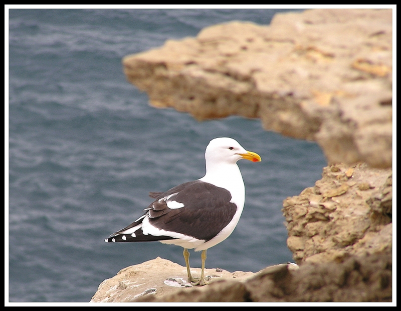 gaviota