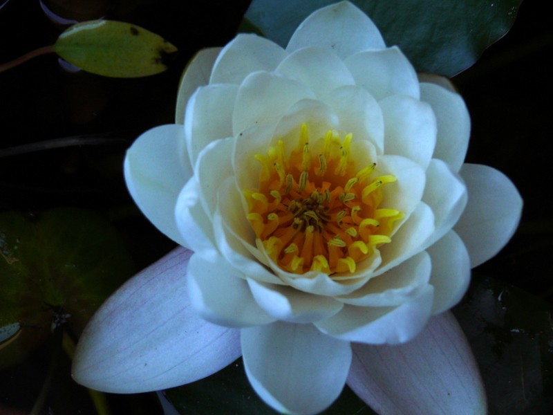 FLOR DE LOTUS