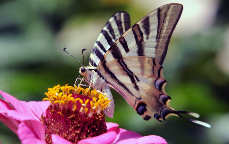 Tigre Swallowtails