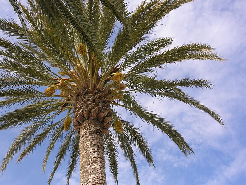 Palmera