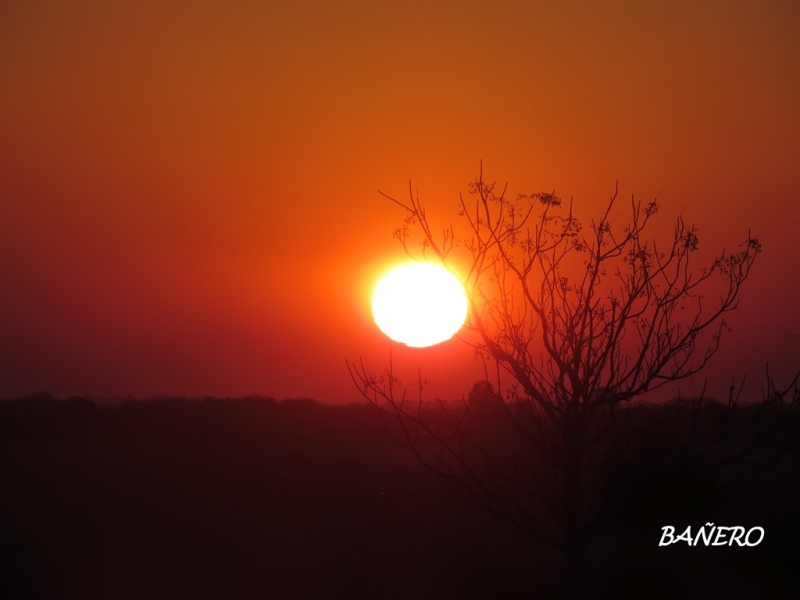 Atardecer entre el arbol 2