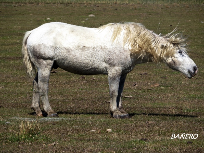 Percheron