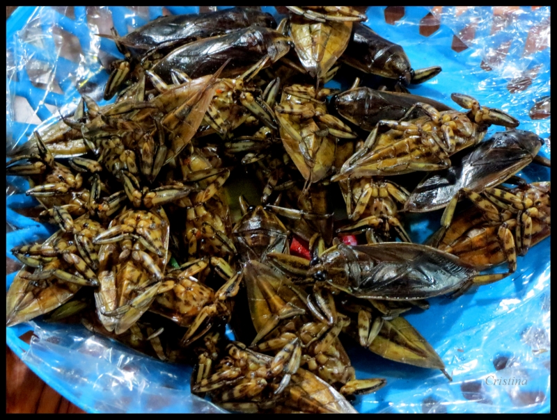 Mercado: Insectos