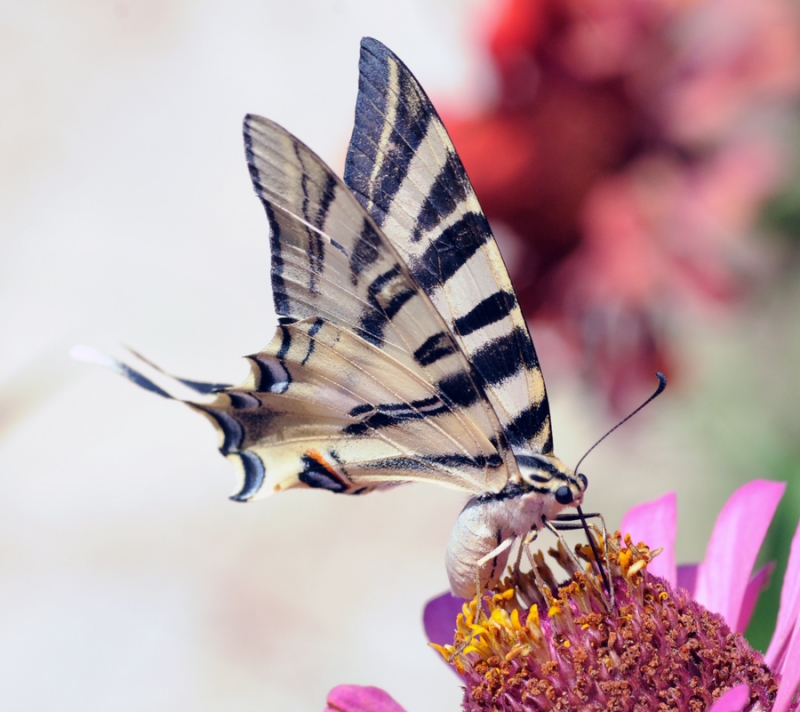 Swallowtails