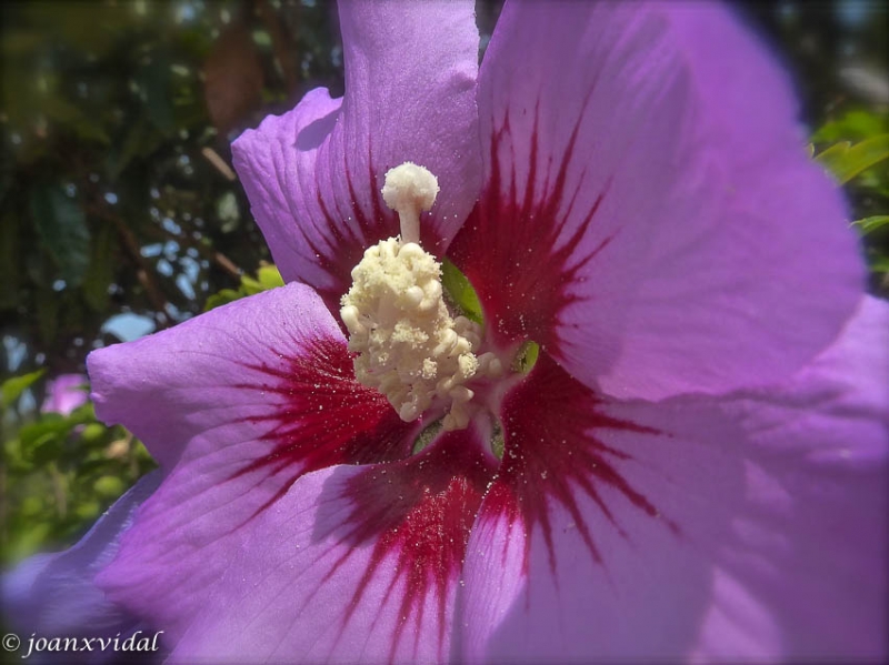 flors de cementiri