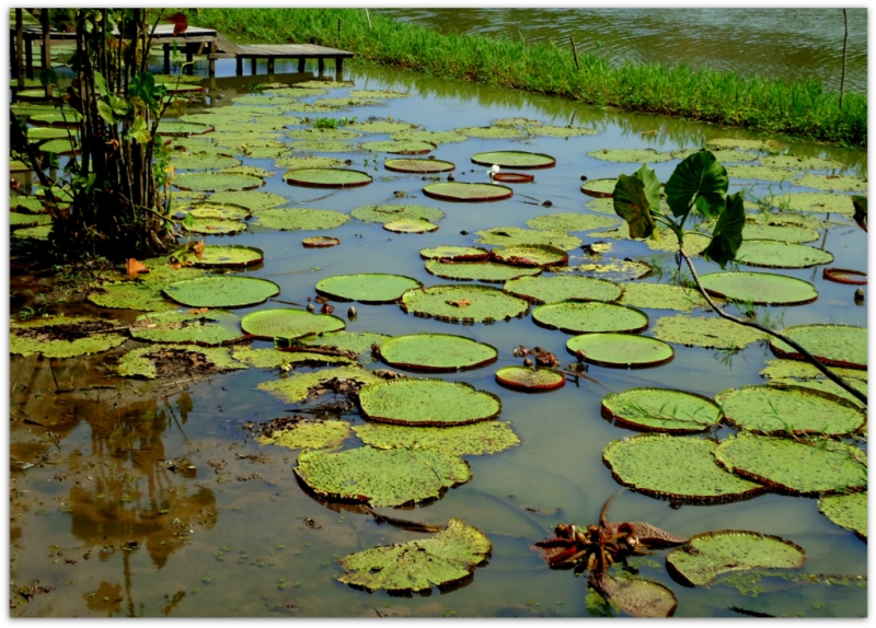 VICTORIA REGIA