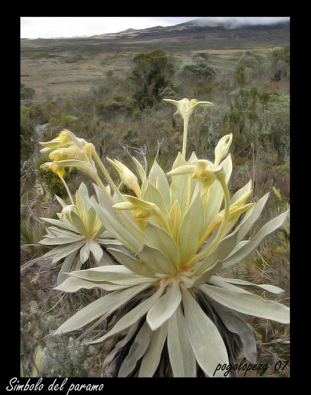 frailejon