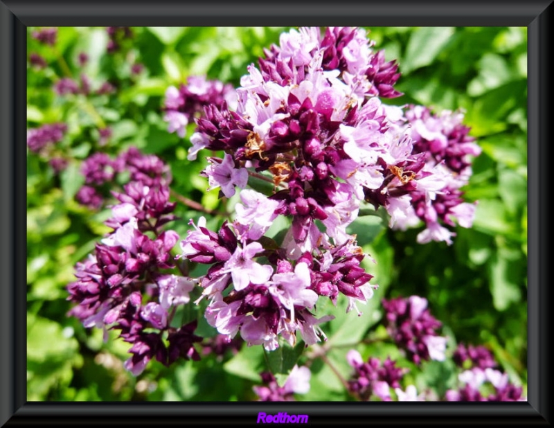 Flores violetas de Asia central