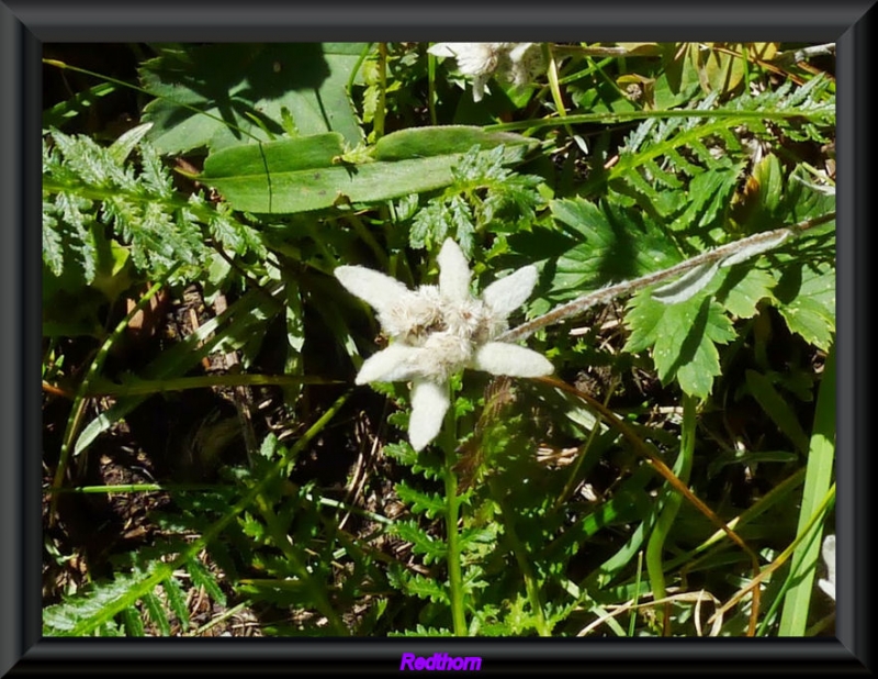 Parecida al edelweiss