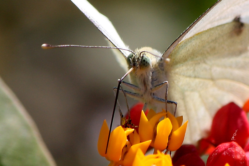 Mariposa de la col