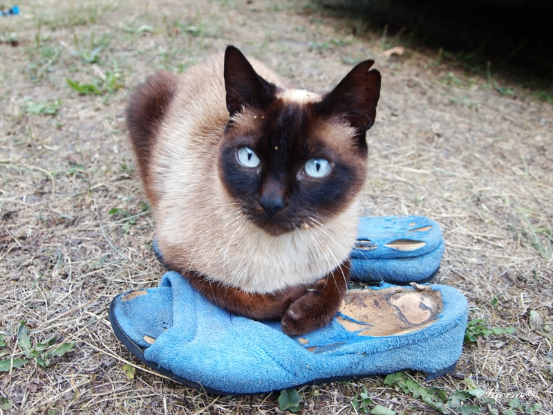 zapatillas viejas