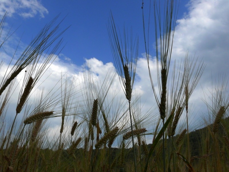 CIELO DE ESPIGAS