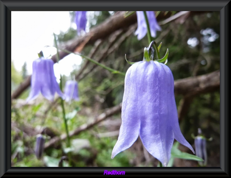 Campanilla azul