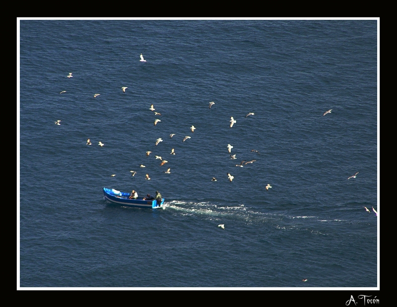 Acompaado de gaviotas