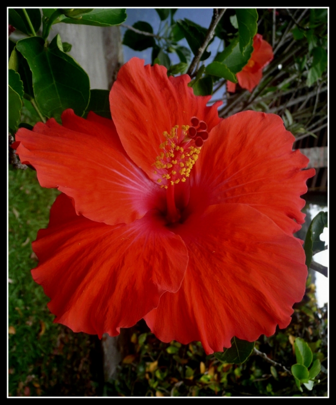 FLOR ROJA 2