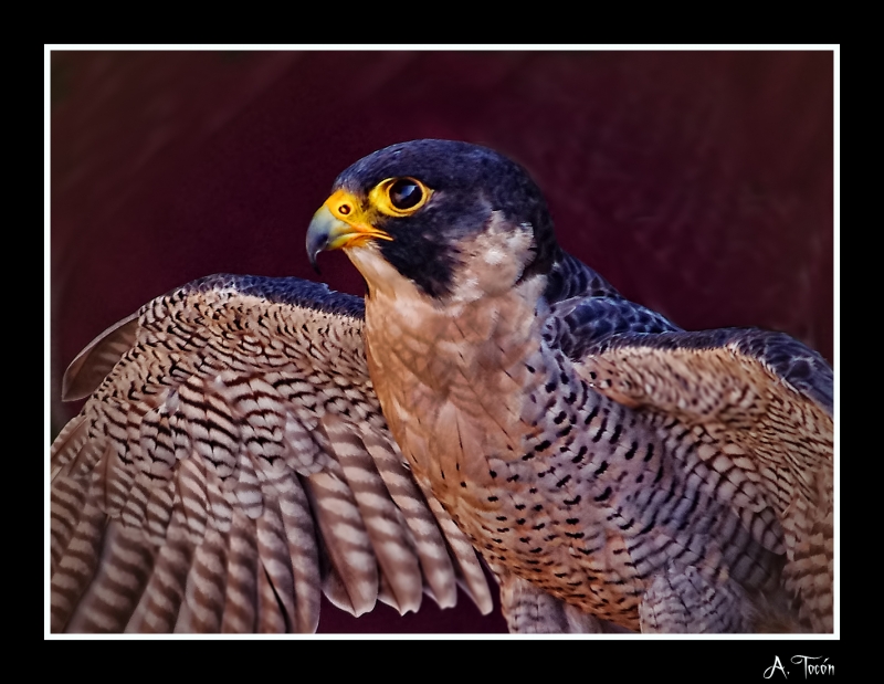 Halcon Peregrino