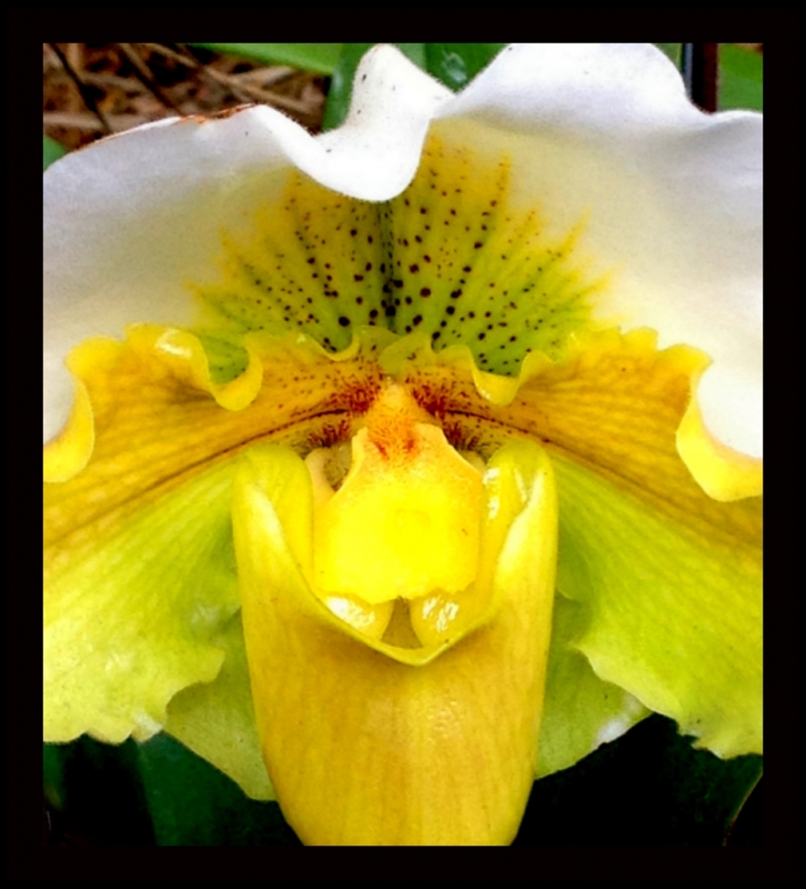 ORQUIDEA 10