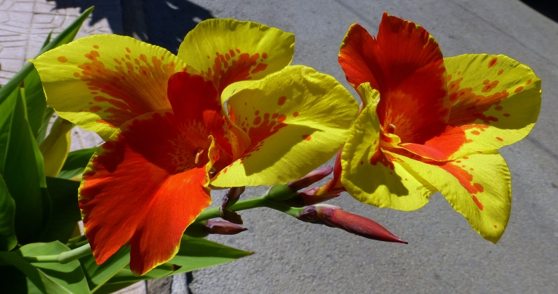 Flor amarilla y roja