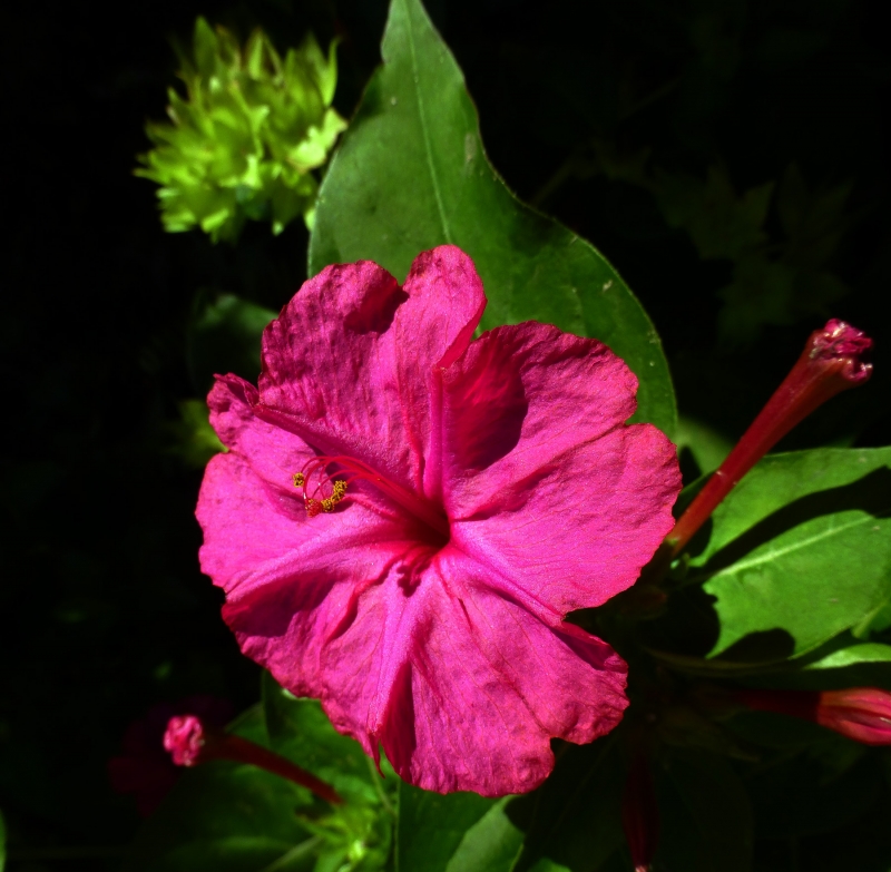 Flor de Octubre