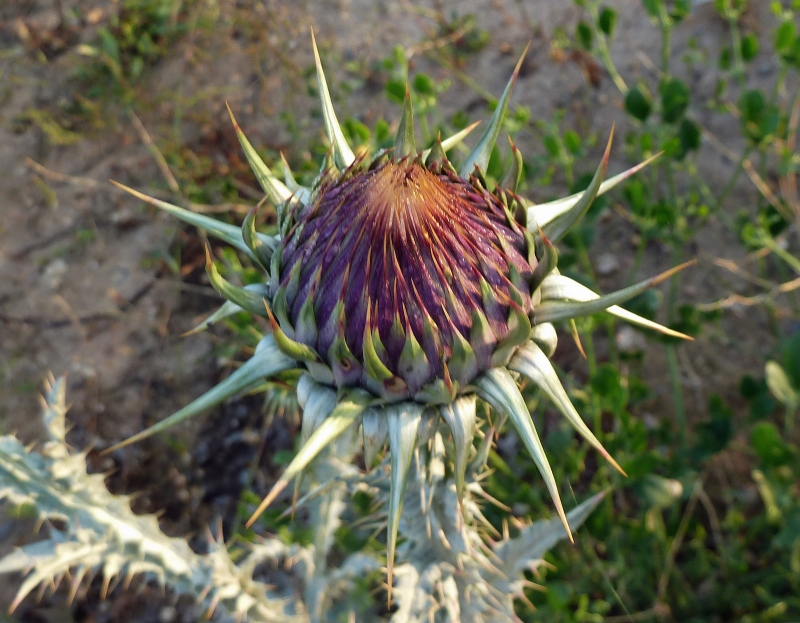 Flor de carsdo a punto de abrir