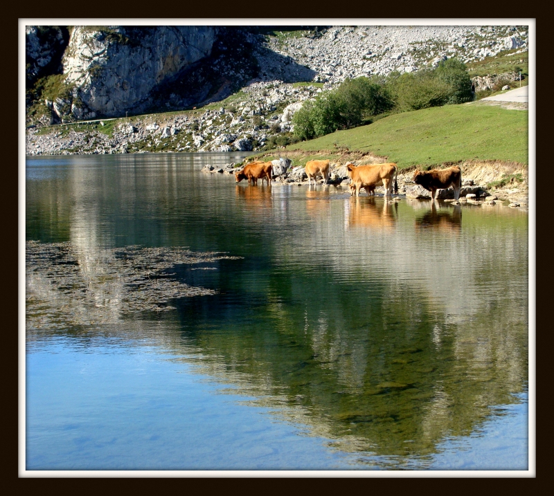 Lagos de covadonga