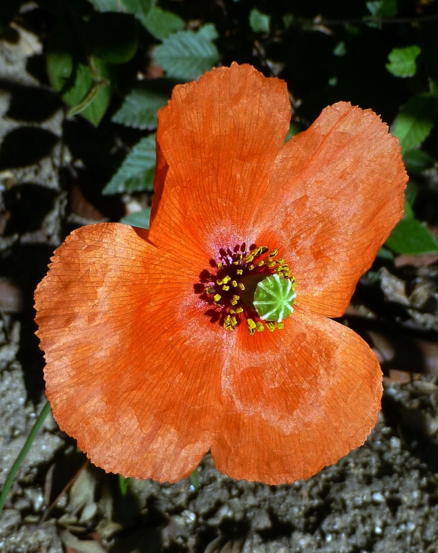 Flor de Mayo