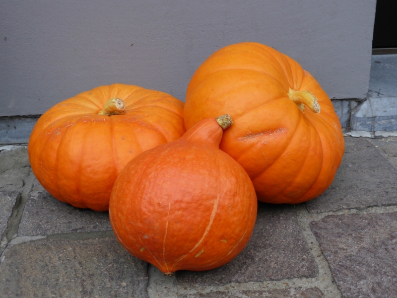 Calabaza I  Pumpkin I