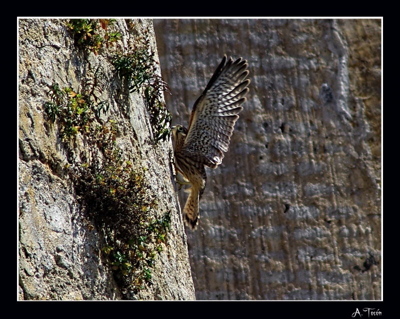 Cernicalo escalador