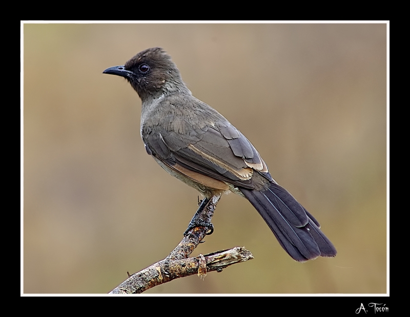 Bulbul6