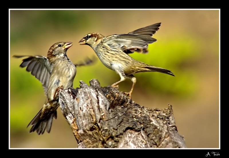 Pelea de gorriones