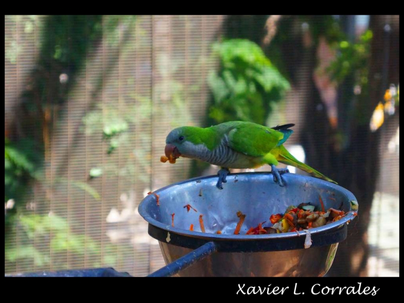 Comida para llevar