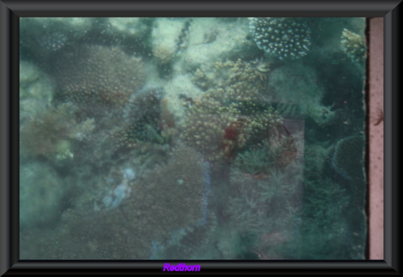 Corales tapizando el fondo marino